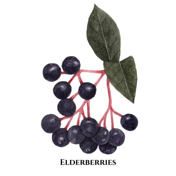 Elderberry Serum - Image 2